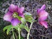 Helleborus Asian stripe